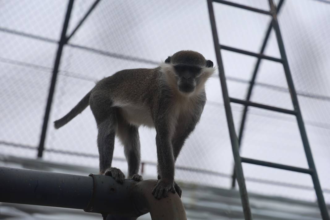 Firari Örümcek Maymunu Konya'daki hayvanat bahçesine getirildi 7